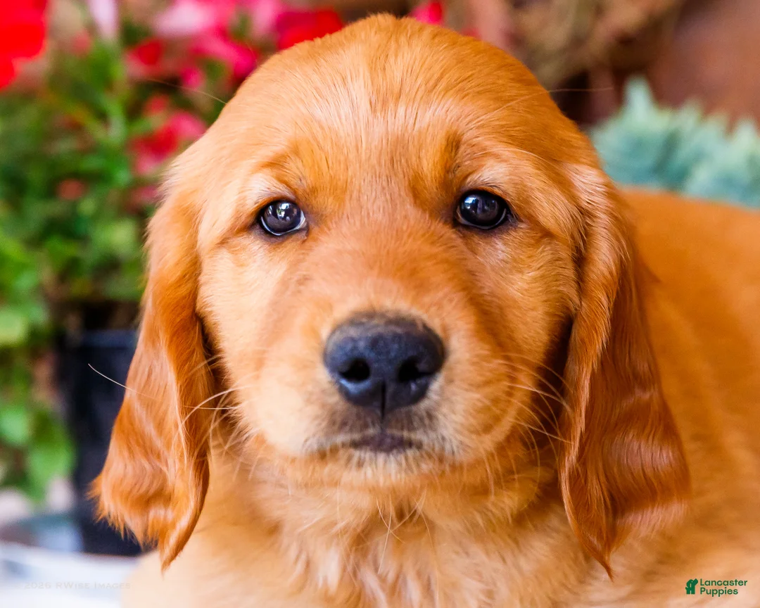 Golden Retriever dogs for sale: Rose - Ad 2