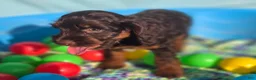 Cockapoo dogs for sale: Meeko - Ad 3