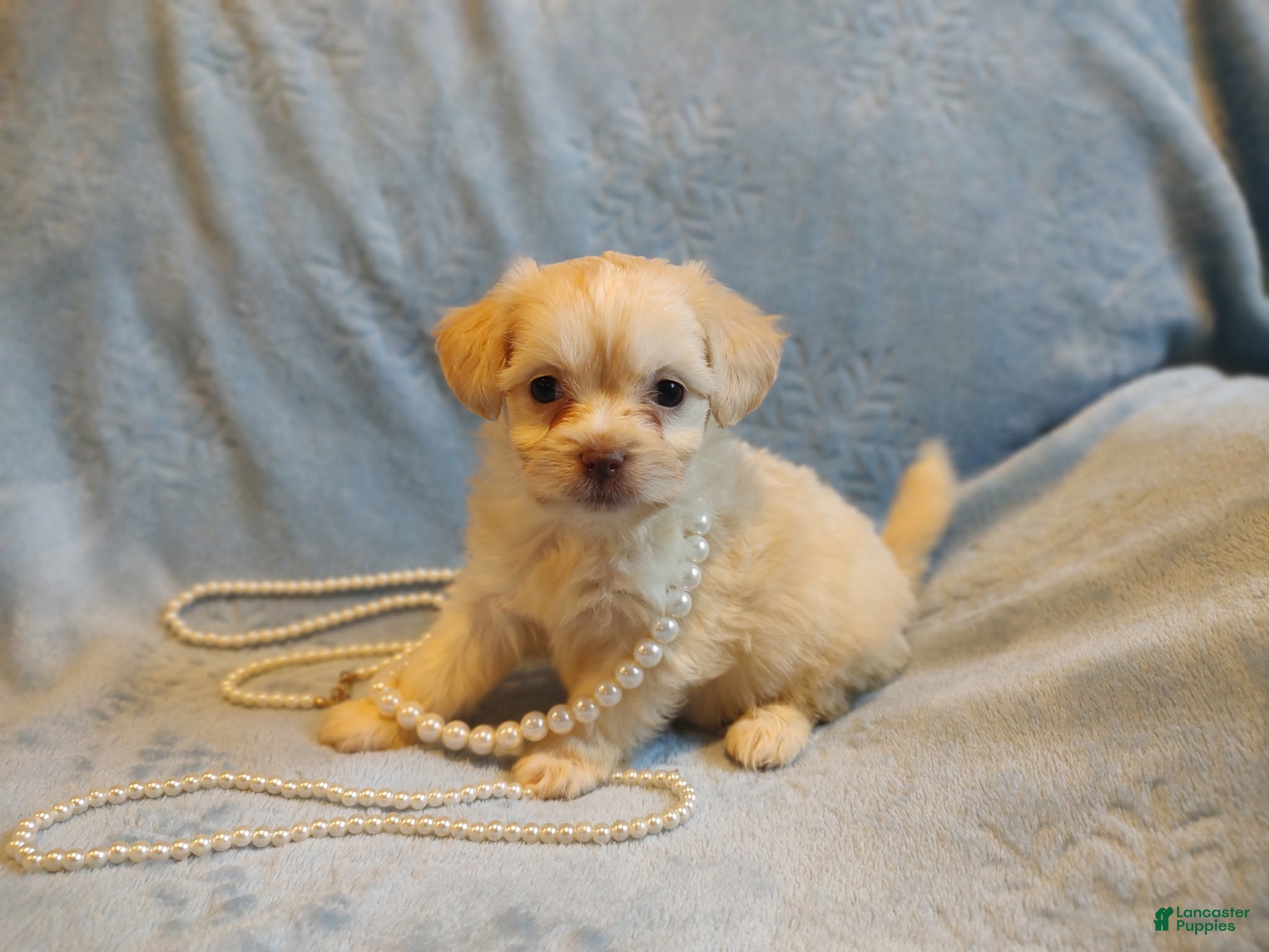 Mixed Breed dogs Buffy - Ad 3