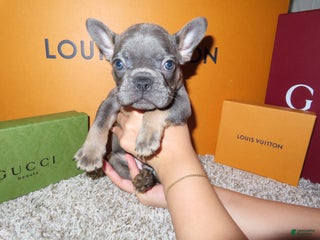 French Bulldog dogs - Ad 10