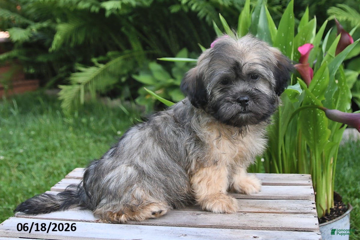 Teddy Bear dogs Cole - Ad 2