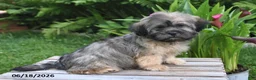 Teddy Bear dogs for sale: Cole - Ad 2