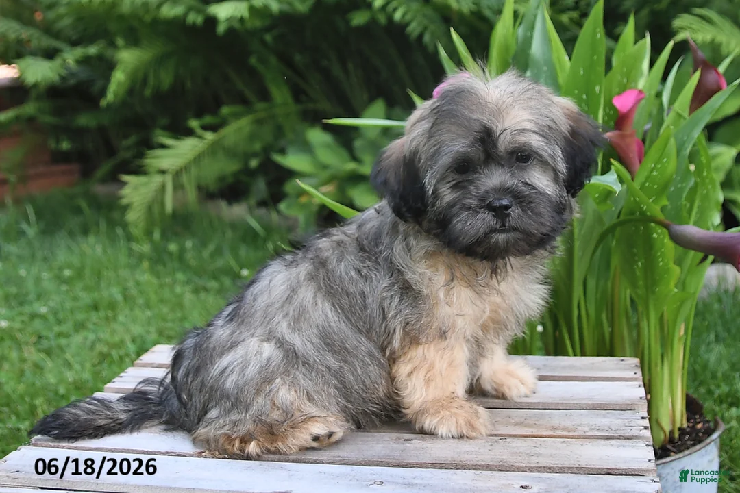 Teddy Bear dogs for sale: Cole - Ad 2
