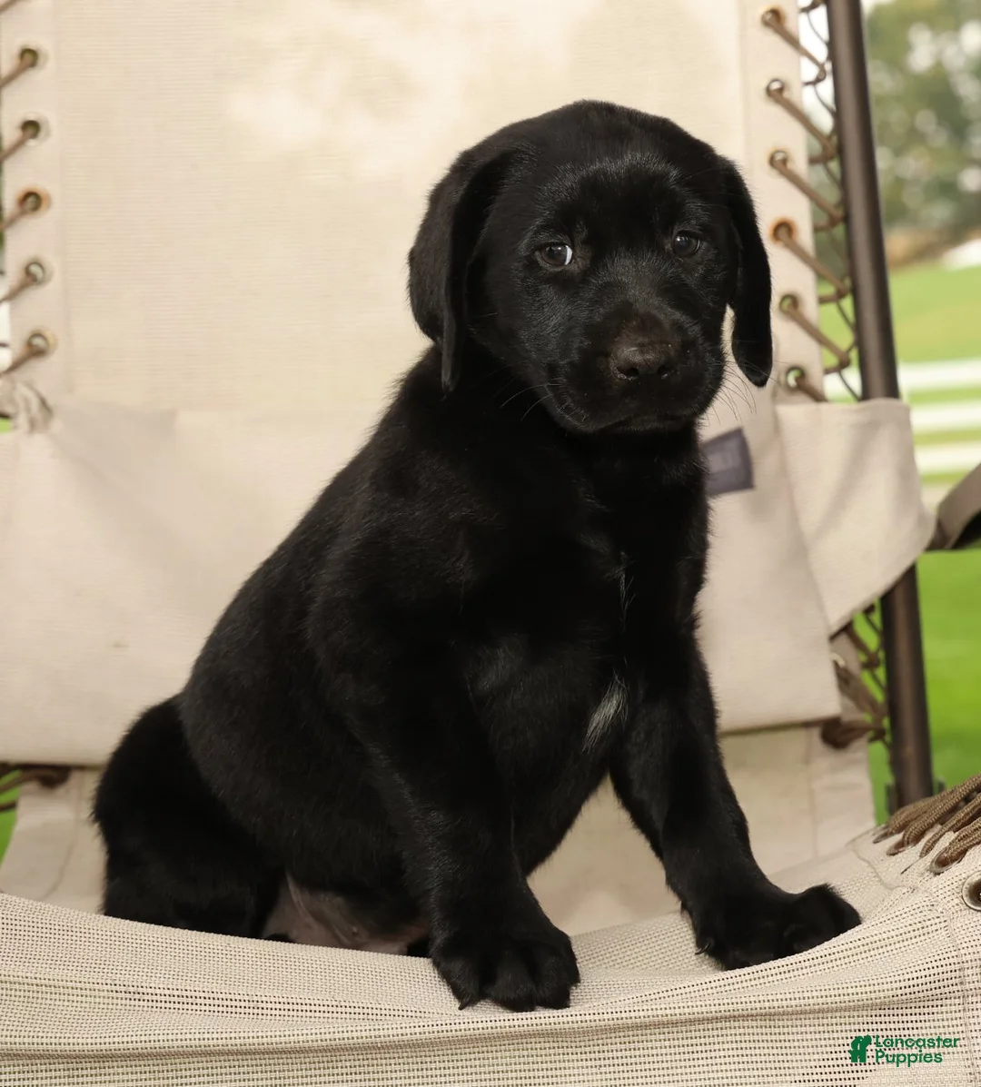 Labrador Retriever dogs for sale: Roger - Ad 2
