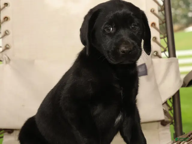 Labrador Retriever dogs for sale: Roger - Ad 2