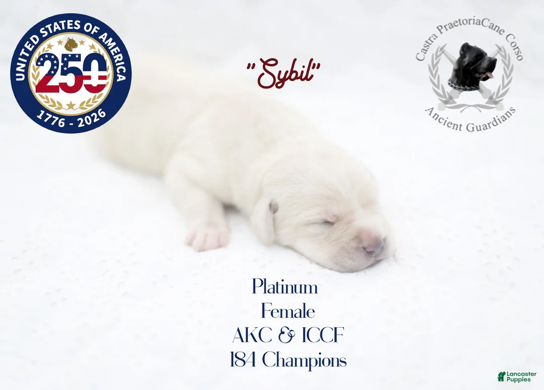 Cane Corso dogs for sale: "Sybil" - Ad 2