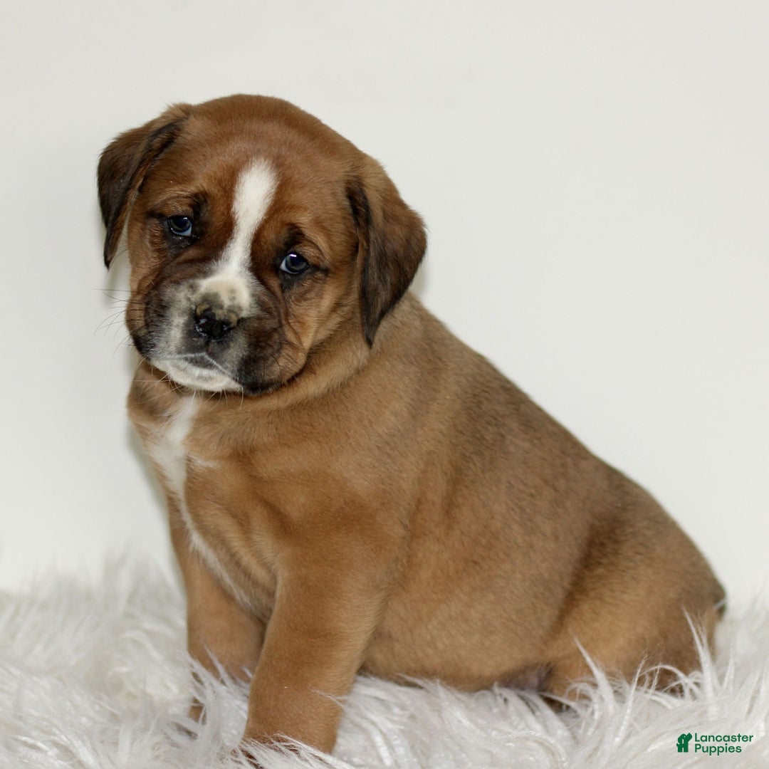 Mixed Breed dogs for sale: Diesel  - Ad 1