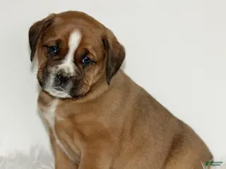 Mixed Breed dogs Diesel - Ad 34