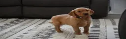 Golden Retriever dogs for sale: Millie  - Ad 2