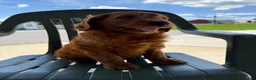 Goldendoodle dogs for sale: Goldie - Ad 18