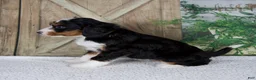 Mini Bernedoodle dogs for sale: Traci - Ad 3