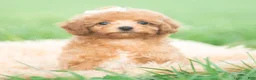 Toy Poodle dogs for sale: Gigi AKC - Ad 5