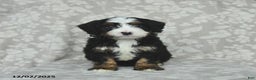 Mini Bernedoodle dogs for sale: Toby - Ad 2