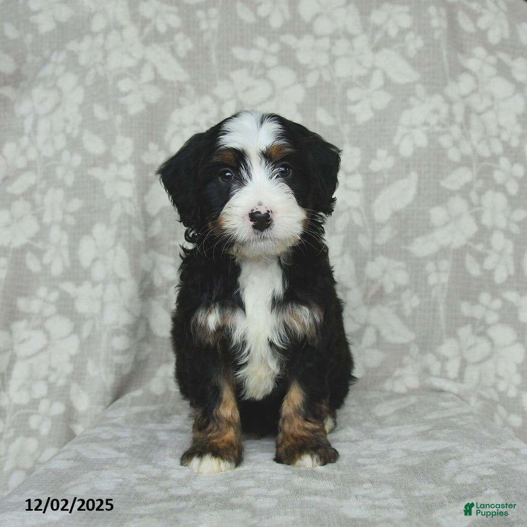 Mini Bernedoodle dogs for sale: Toby - Ad 2