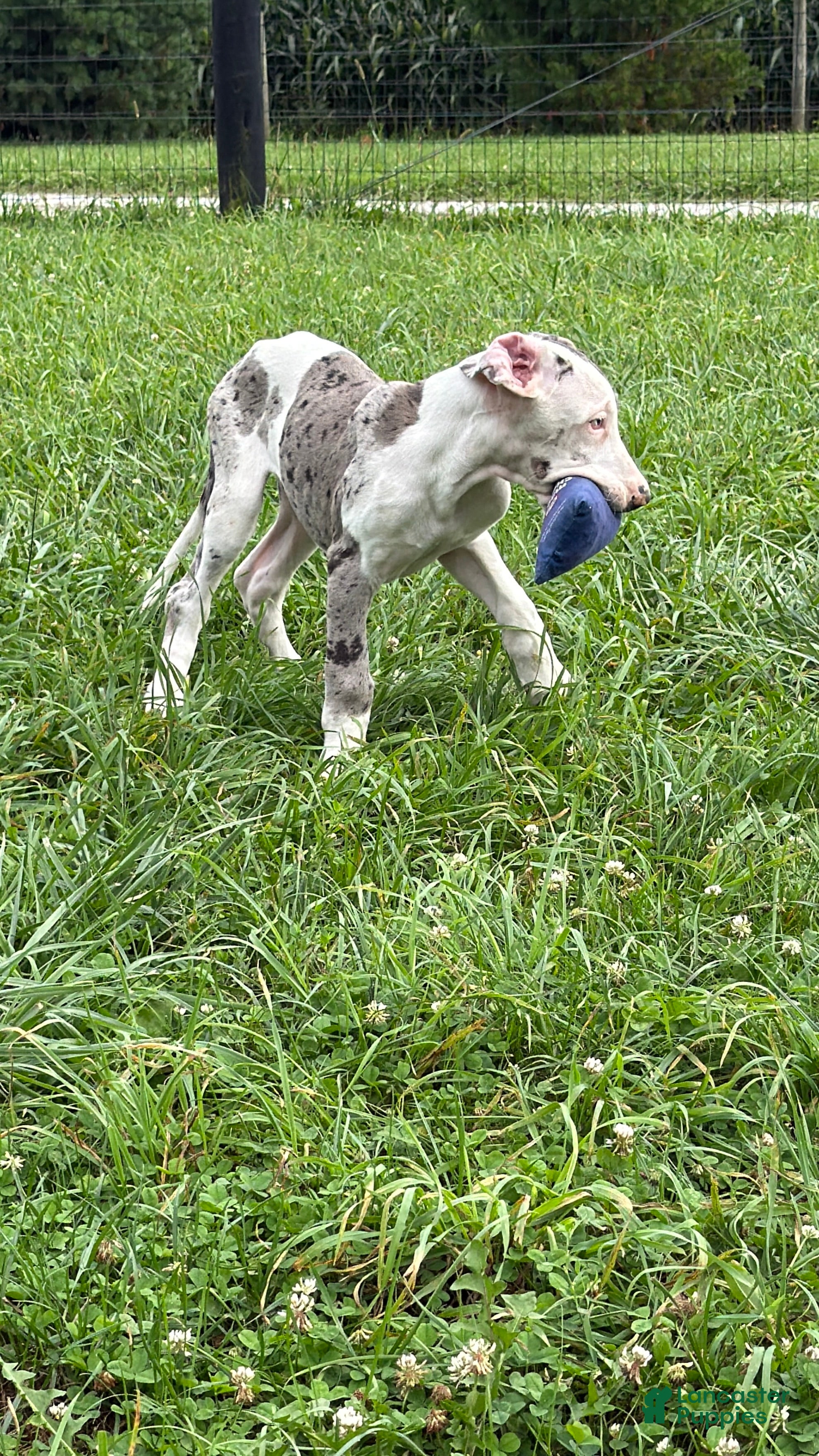 Great Dane dogs Patches Great Dane  - Ad 2