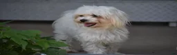 Maltese dogs for sale: Aiden - Ad 9