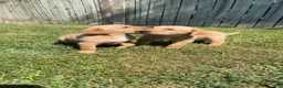 Goldador dogs for sale: Goldador Female 3 - Ad 2
