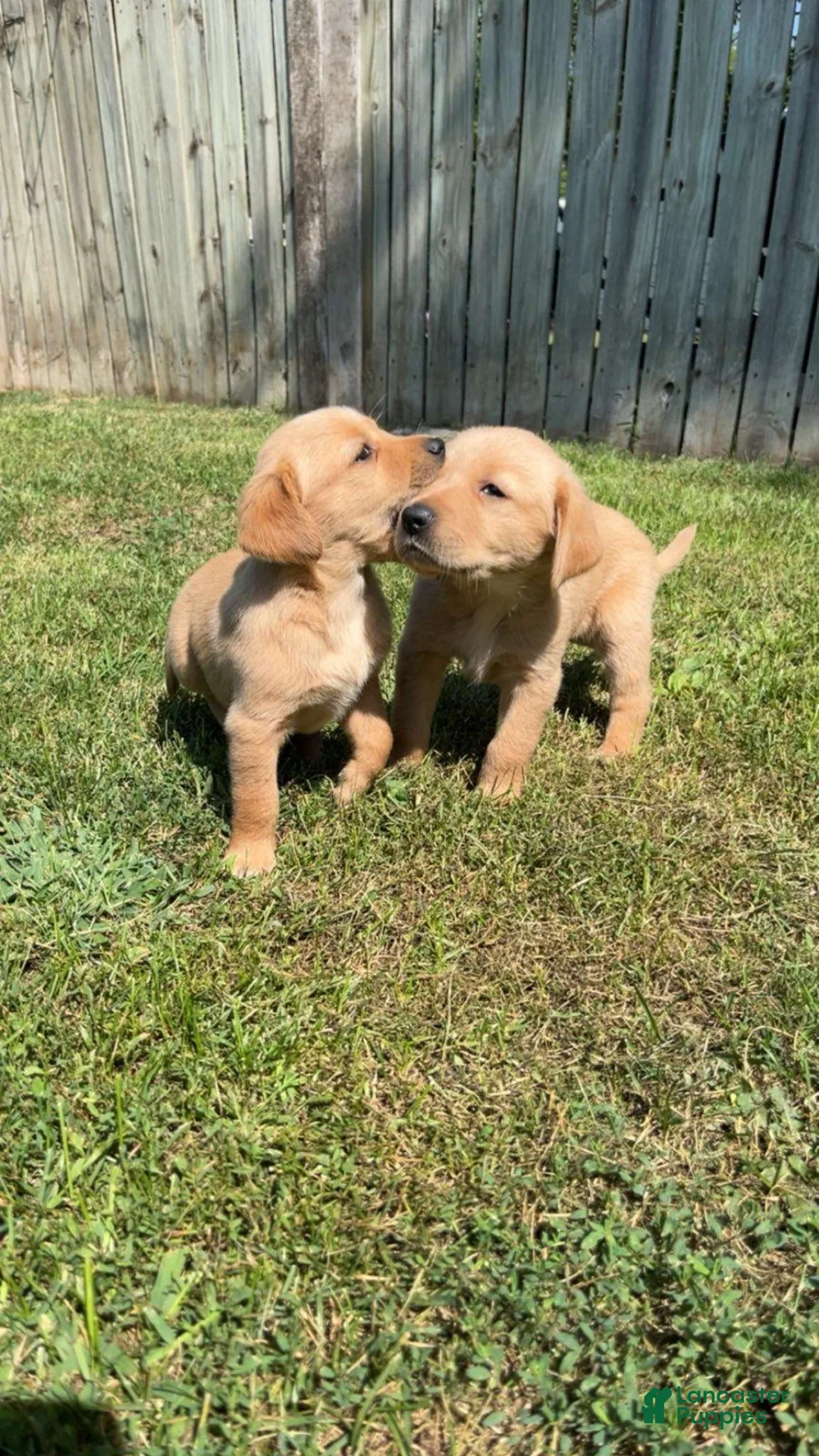 Goldador dogs for sale: Goldador Female 3 - Ad 2