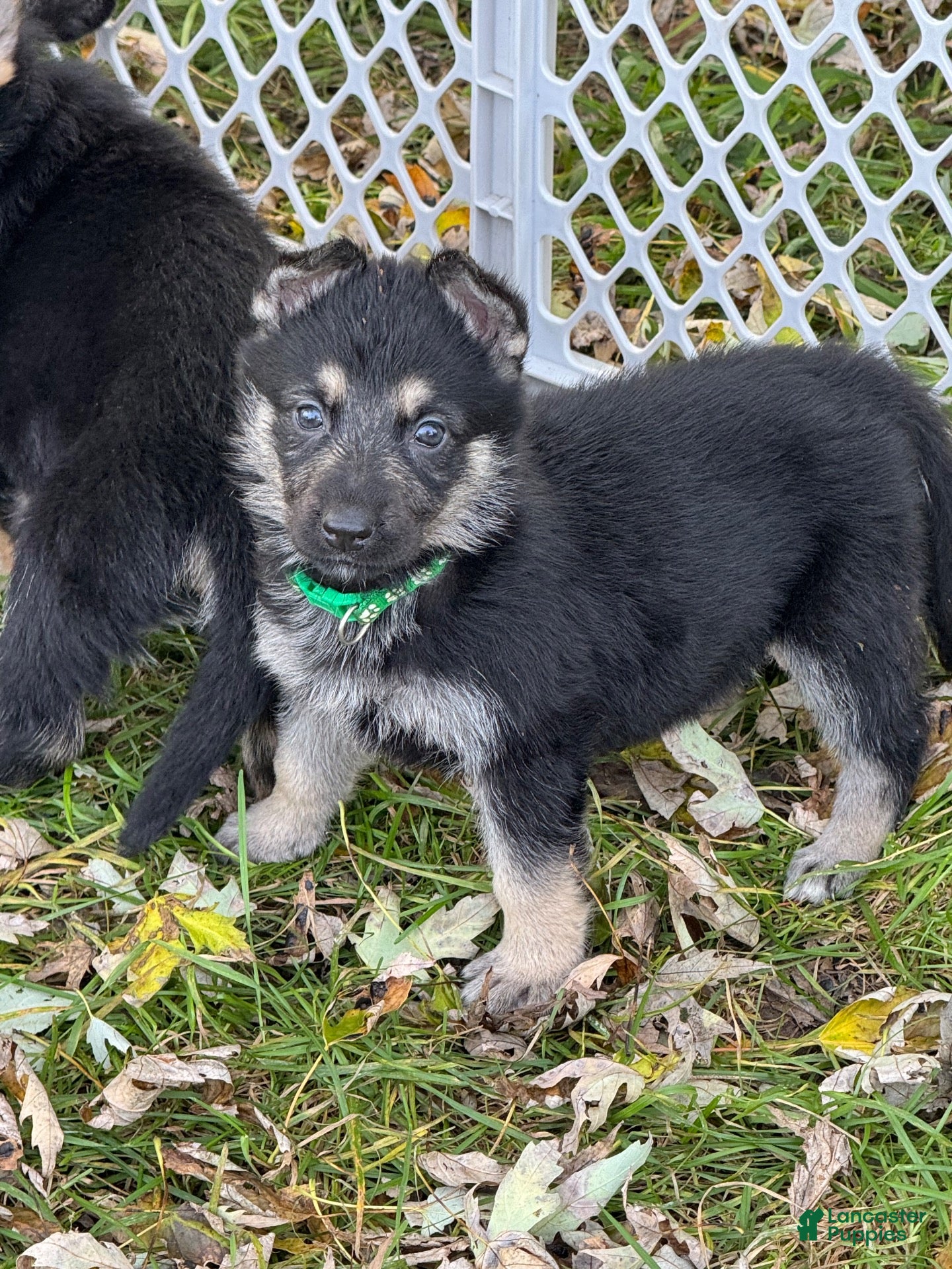 German Shepherd dogs for sale: German Shepherd 4 Green Collar  - Ad 3
