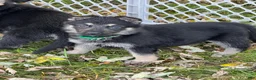 German Shepherd dogs for sale: German Shepherd 4 Green Collar  - Ad 1