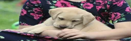 Labrador Retriever dogs for sale: Theo - Ad 2