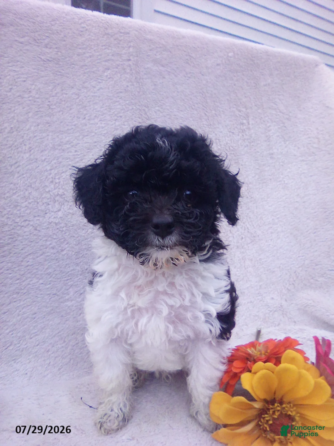 Toy Poodle dogs for sale: Turbo - Ad 1