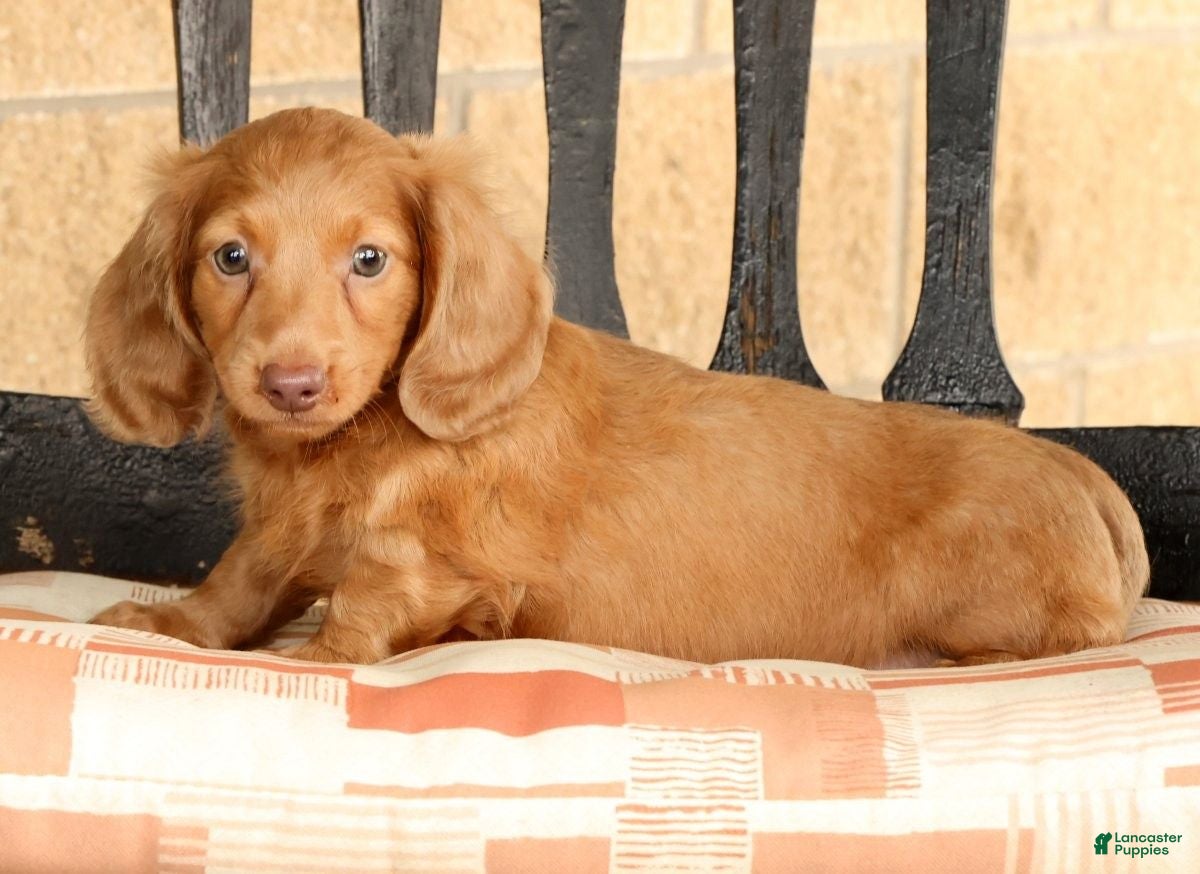 Miniature Dachshund dogs for sale: Rocky - Ad 4