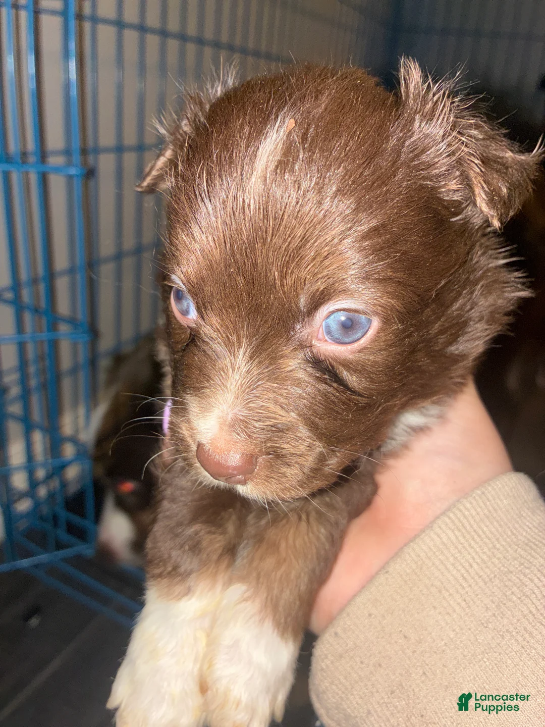 Miniature Australian Shepherd dogs for sale: Miniature Australian Shepherd Puppy 3 - Ad 1