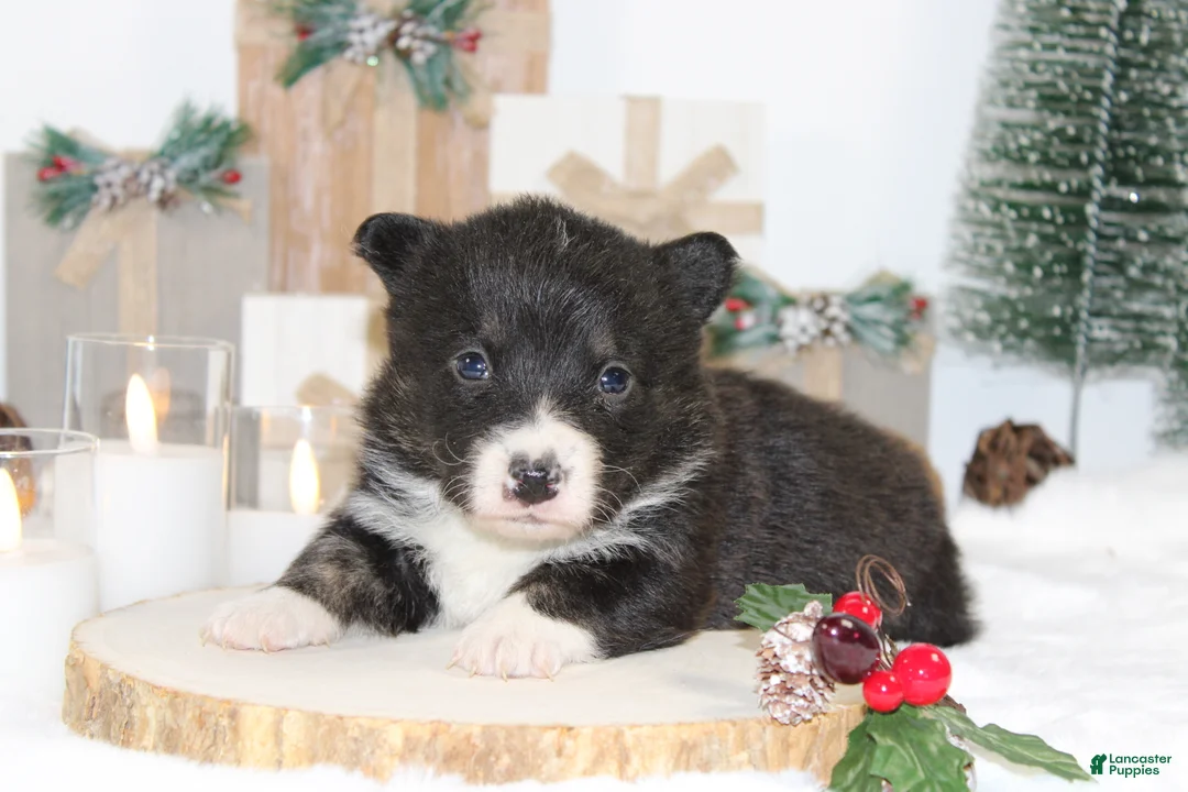 Welsh Corgi Pembroke dogs for sale: Buddy - Ad 13