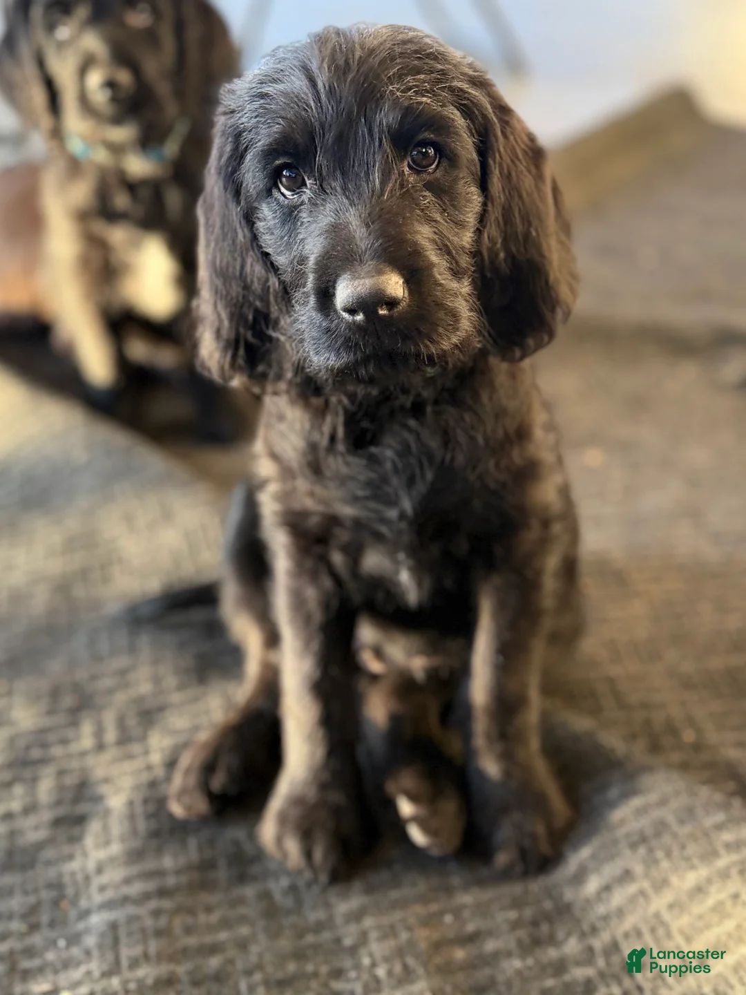Labradoodle dogs for sale: Labradoodle Puppy  Green - Ad 1