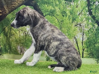 Anatolian Shepherd dogs - Ad 3