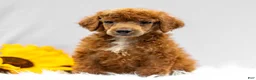Standard Poodle dogs for sale: Monty - Ad 1
