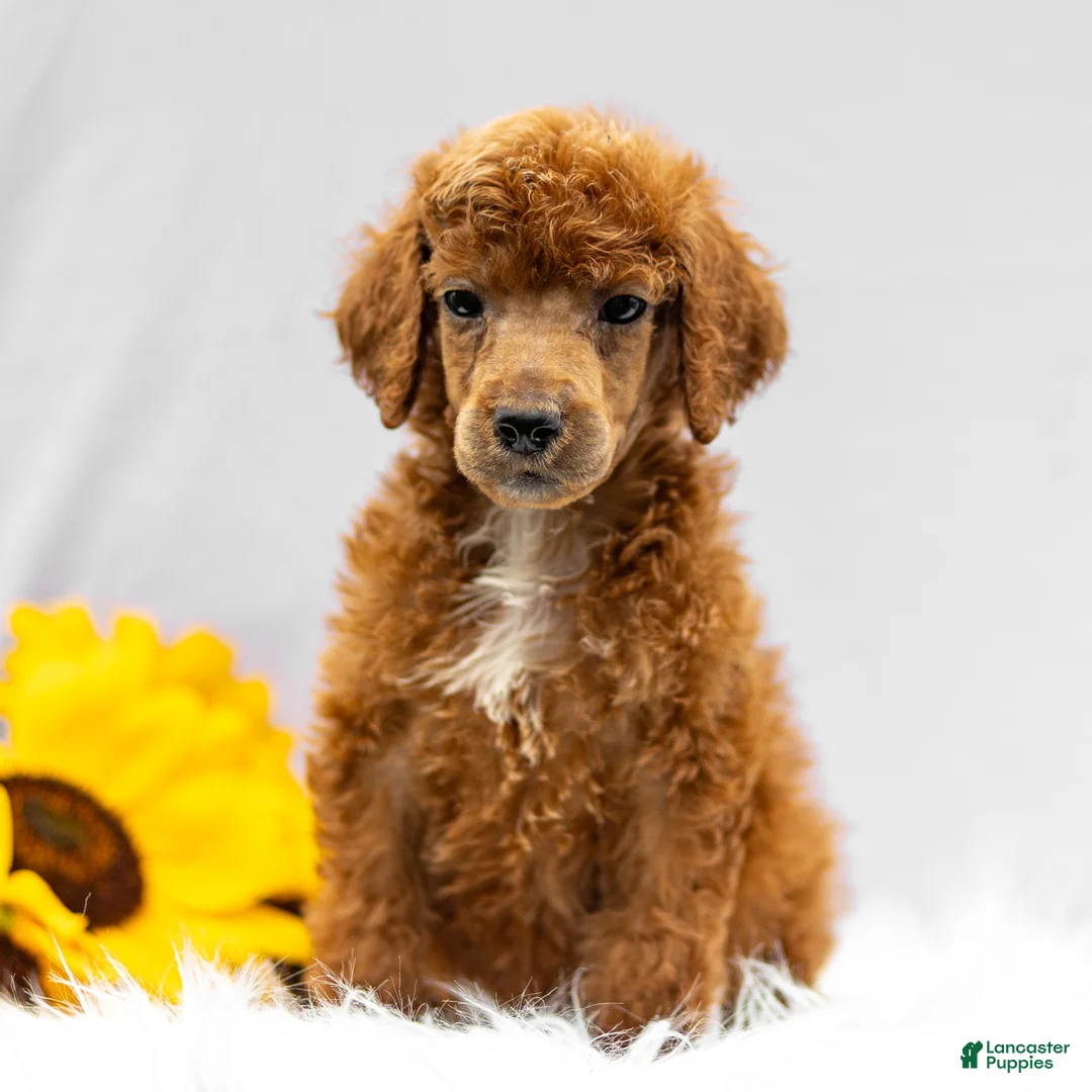 Standard Poodle dogs for sale: Monty - Ad 1