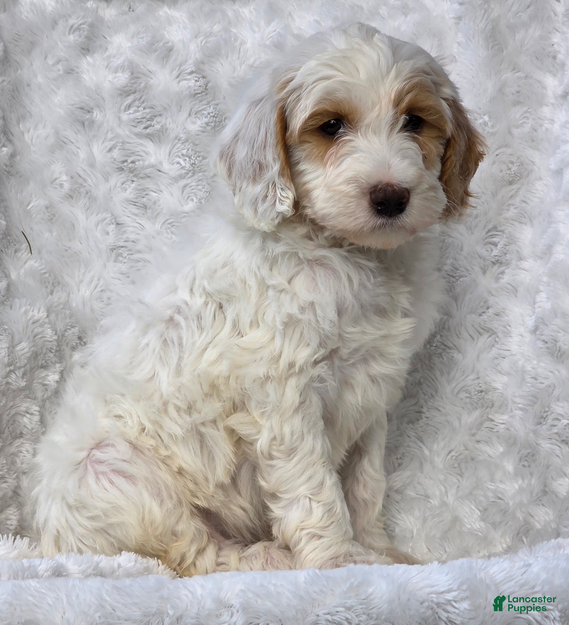 Mini Goldendoodle dogs Buddy - Ad 2