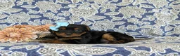 Shorkie dogs for sale: Meagan 7 lbs Full Grown - Ad 4