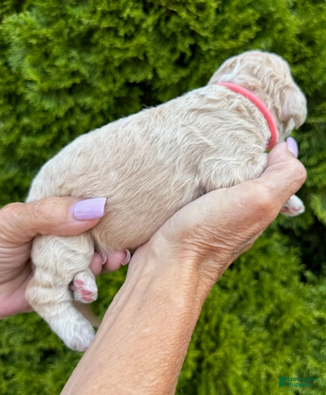 Goldendoodle dogs for sale: Coral - Ad 2