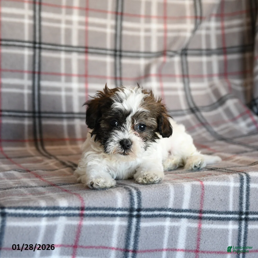 Mixed Breed dogs for sale: Quill - Ad 4