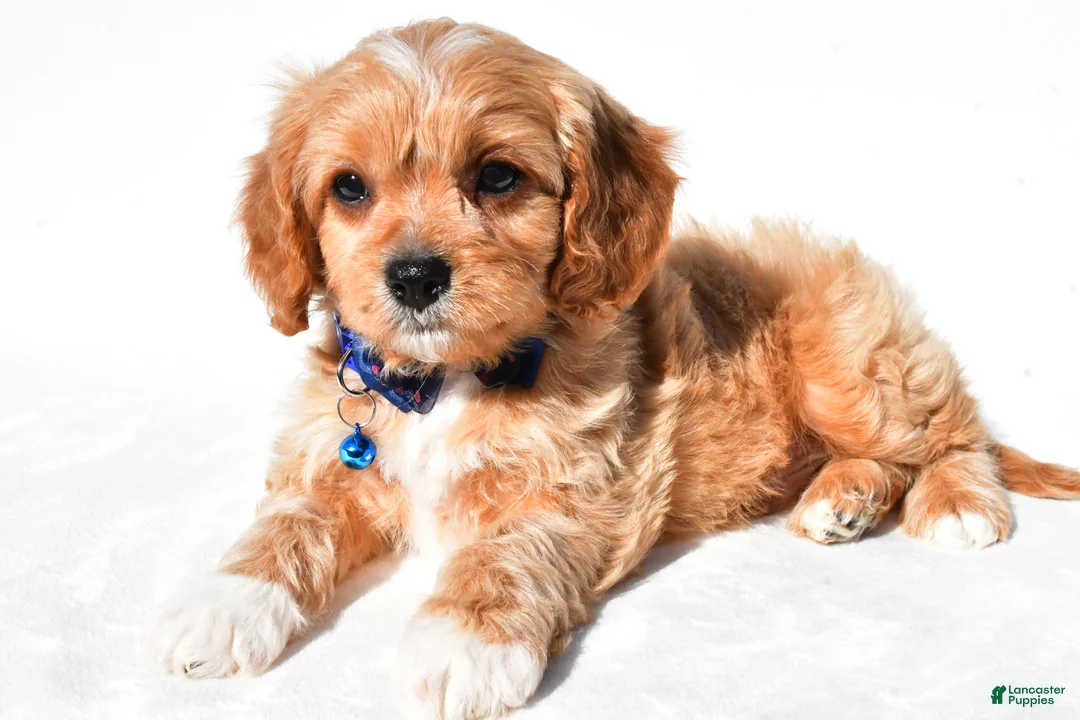 Cavapoo dogs for sale: Gunner - Ad 1