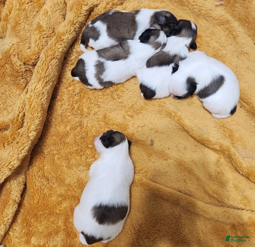 Shih Tzu dogs for sale: Shih Tzu Puppy 4 - Ad 1