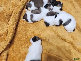 Shih Tzu dogs for sale: Shih Tzu Puppy 4 - Ad 2