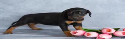 Mixed Breed dogs for sale: Rosie - Ad 5