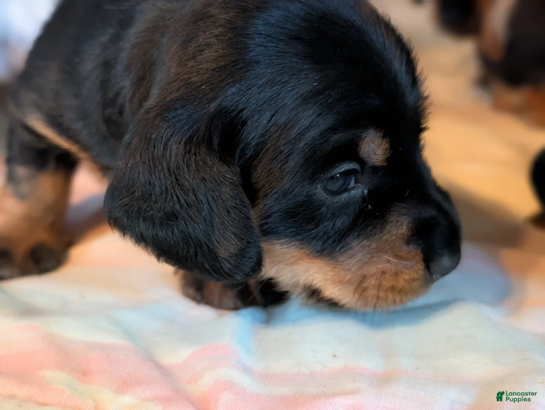 Miniature Dachshund dogs for sale: Black and tan Miniature Dachshund Puppy 1 - Ad 2