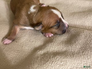 American Pit Bull Terrier dogs - Ad 40