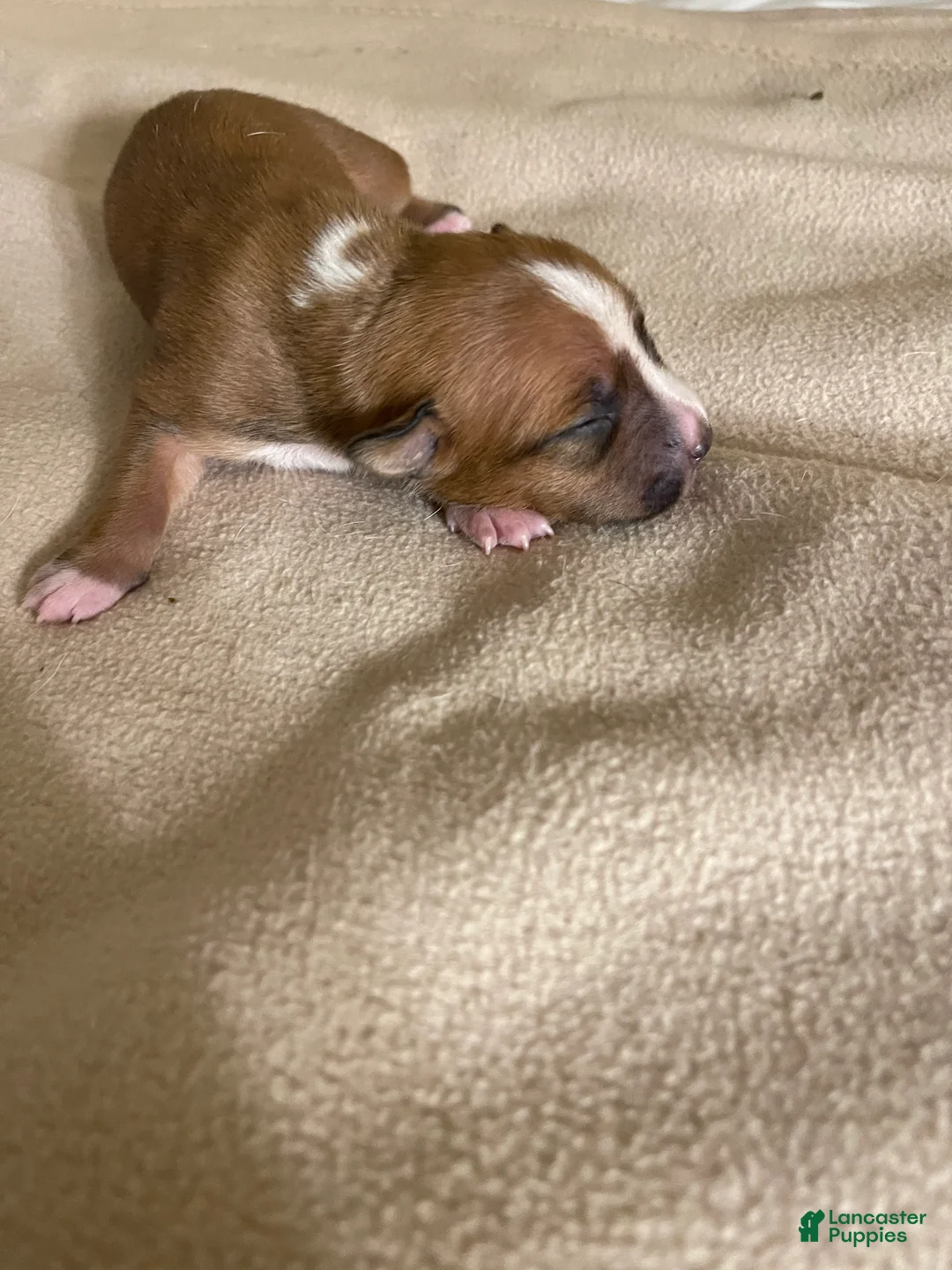 American Pit Bull Terrier dogs for sale: American Pit Bull Terrier Puppy 1 - Ad 7