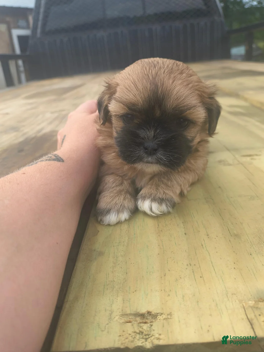 Shorkie dogs for sale: Pumpkin - Ad 2