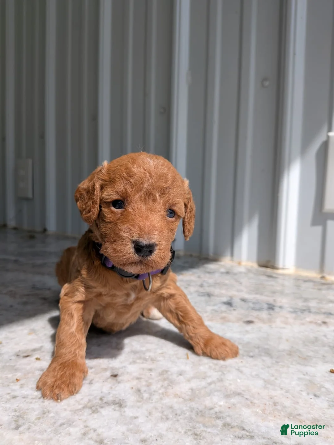 Miniature Labradoodle dogs for sale: Prissy - Ad 2
