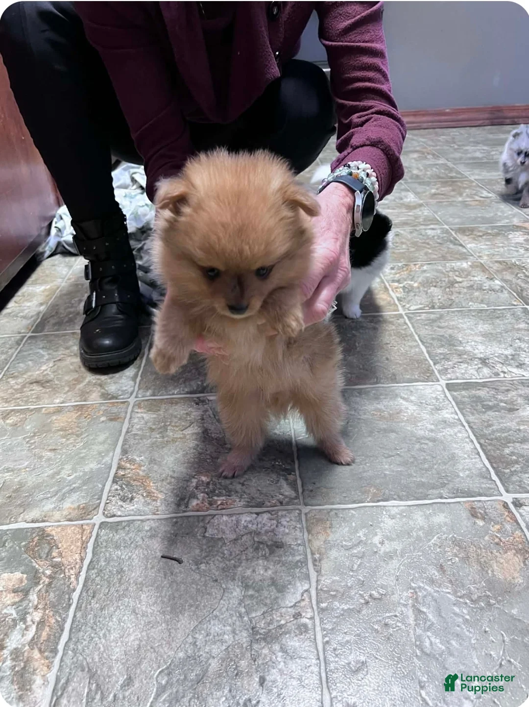 Pomeranian dogs for sale: Luke - Ad 2