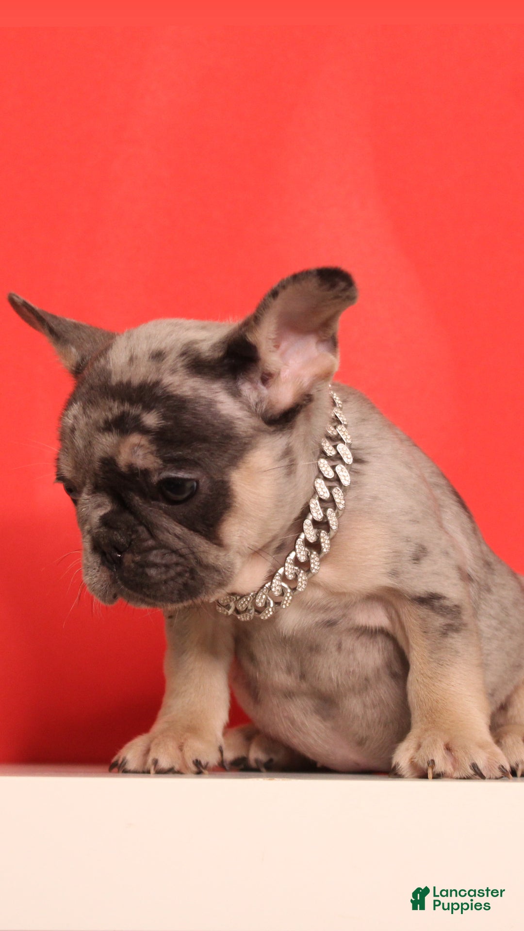 French Bulldog dogs for sale: Wiggles  - Ad 5