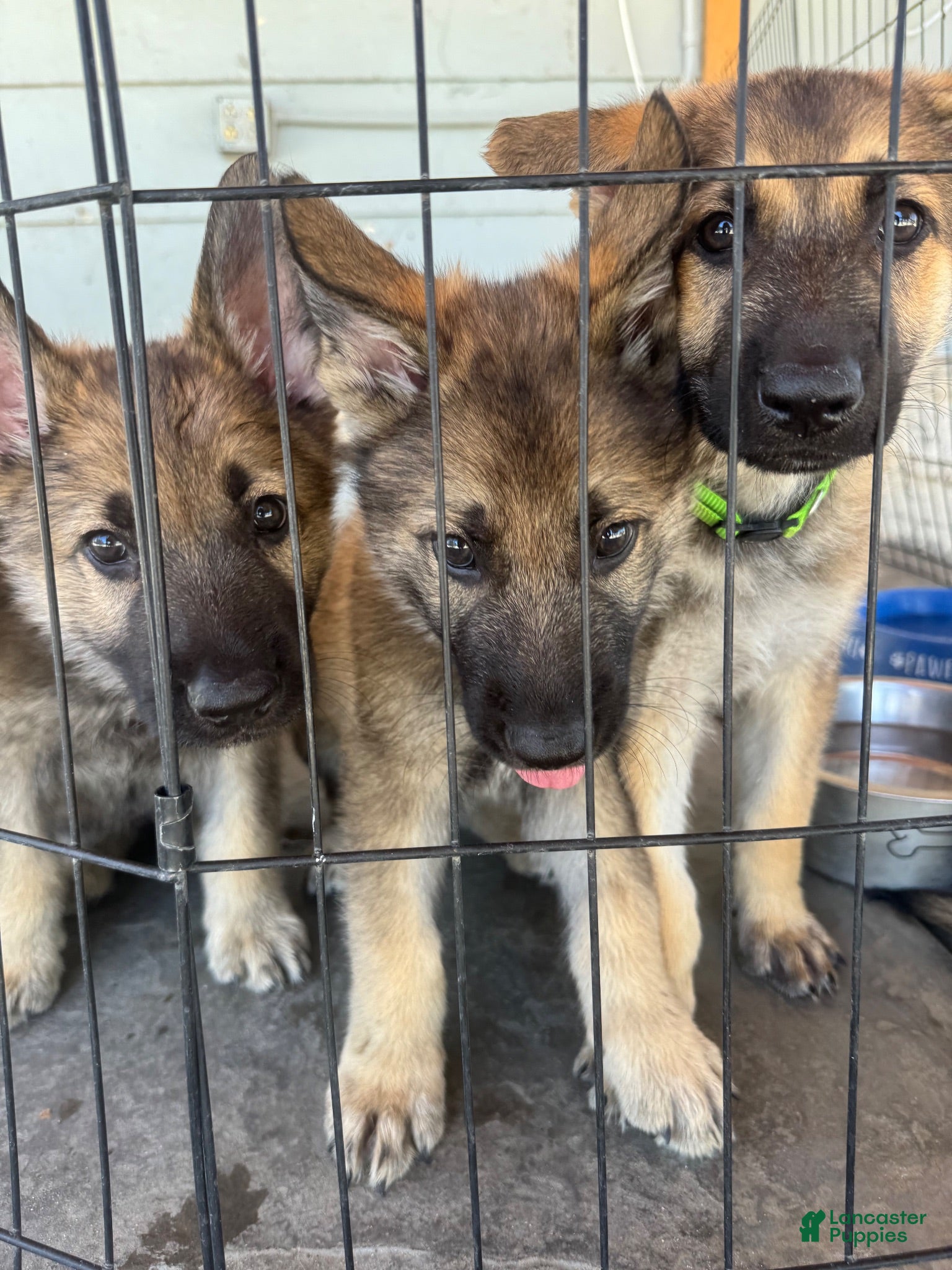 German Shepherd dogs German Shepherd 2 - Ad 20