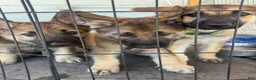 German Shepherd dogs for sale: German Shepherd 2 - Ad 1